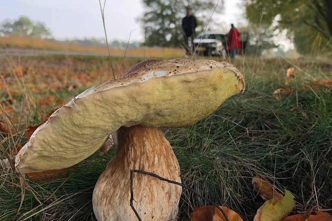 Small Group Tour to NP Hoge Veluwe (van Gogh) from Amsterdam - Tips to get the most out of the day