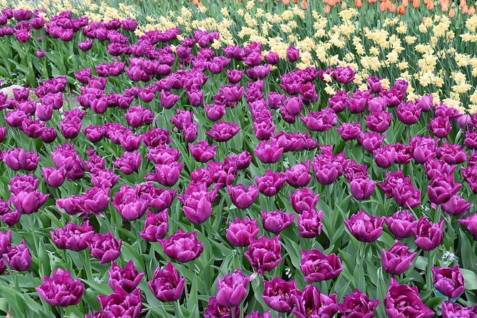 Tour to Giethoorn and Keukenhof Tulip Fields from Amsterdam - Giethoorn: canal cruise first, then time to stroll like the locals