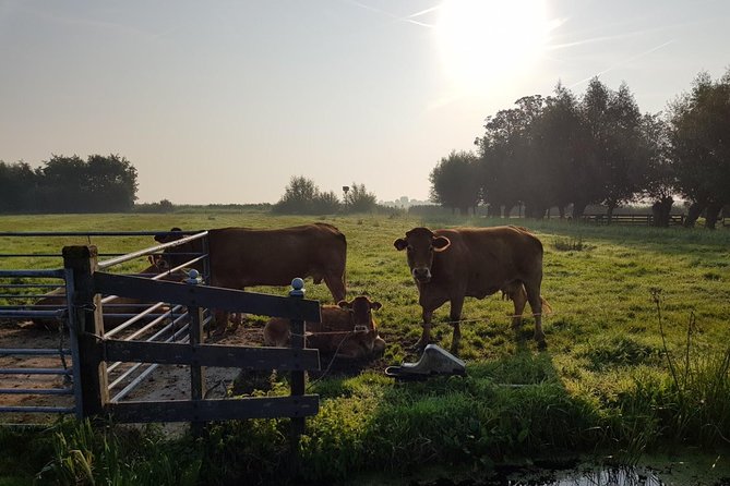Zaanse Schans and Volendam Private Tour – Clogs, Cheese and More - Comfort details that add up during a short countryside day
