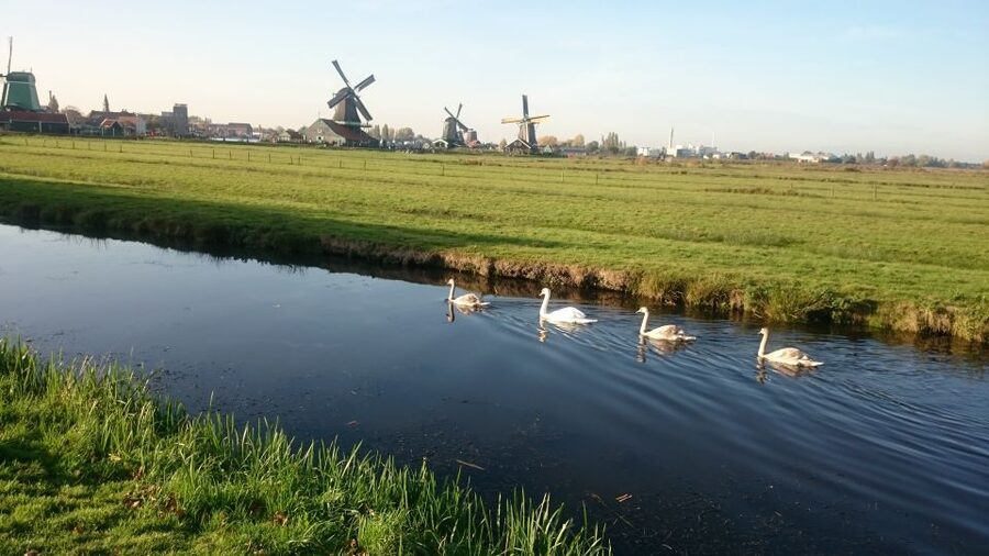 Zaanse Schans Windmills 4-Hour Tour in Italian - Practical notes that help you have a smoother day